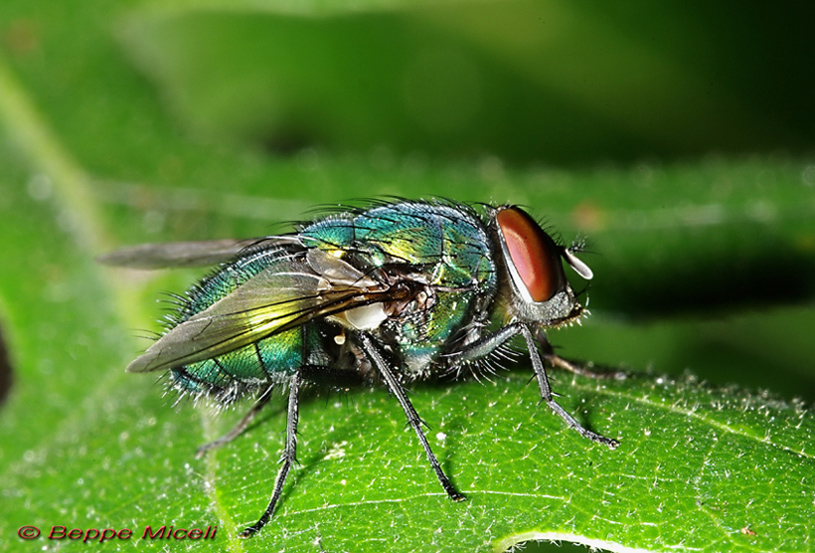 Calliphoridae   -    Lucilia caesar